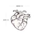 Corazon Anatomico