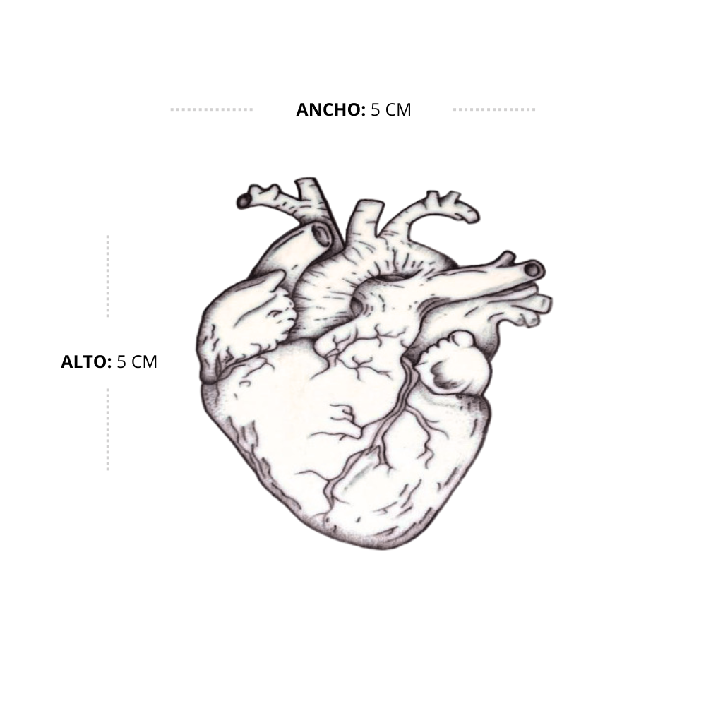 Corazon Anatomico