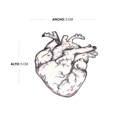 Corazon Anatomico